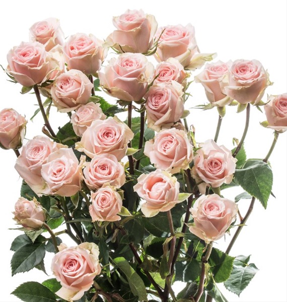 Spray Rose Ginger Spray Rose Roses Flowers by category Sierra